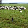Com maior crescimento do país, agro de MS é fruto de incentivo, modernidade e sucesso do homem do campo