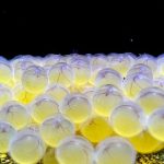 Bioparque alcança a 100ª espécie reproduzida e se consolida como o maior banco genético vivo de água doce