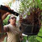 Prevenção mora em casa: eliminar criadouros é a medida mais eficaz contra o Aedes aegypti