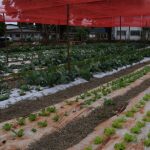 Tecnologia no campo avança além das máquinas e aproxima jovens da ciência em assentamento de MS