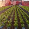 Agricultores de MS geram renda e perdem o medo da tecnologia com apoio da Fundect